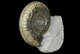 Jurassic Ammonite (Hildoceras) Fossil - England #171256-2